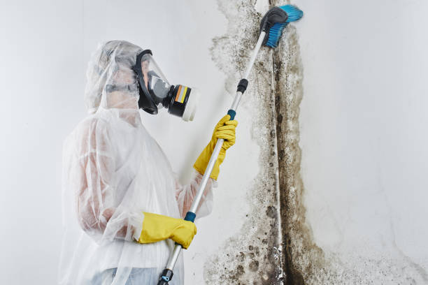 Best Insurance-Related Mold Remediation in Brentwood, TN