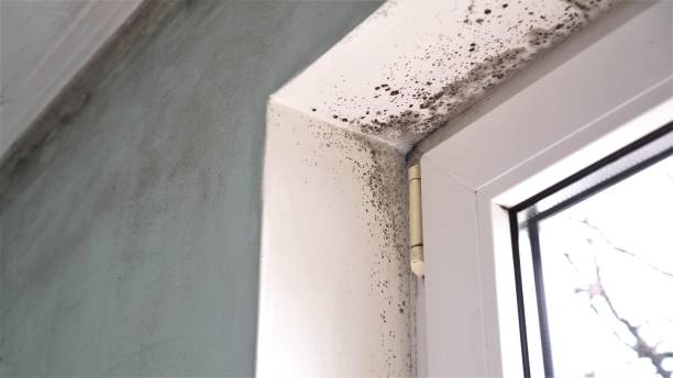 Best Black Mold Remediation in Brentwood, TN