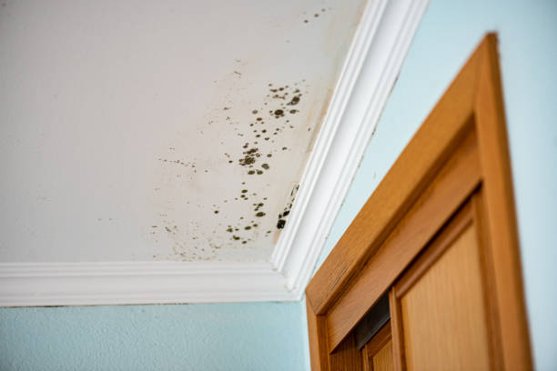Best Residential Mold Remediation in Brentwood, TN