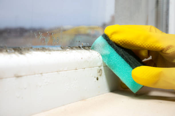 Best Crawl Space Mold Remediation in Brentwood, TN