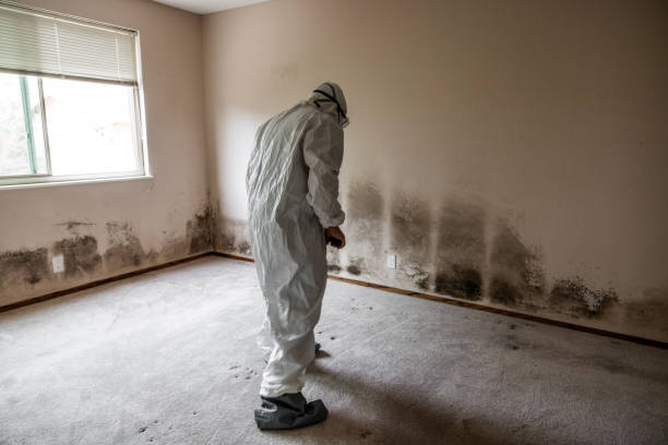 Best Commercial Mold Remediation in Brentwood, TN