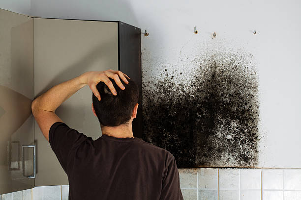 Best Residential Mold Remediation in Brentwood, TN
